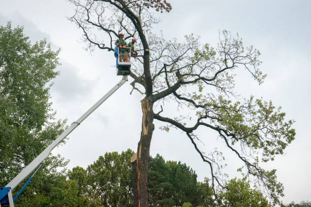 How Our Tree Care Process Works  in  Monmouth Beach, NJ